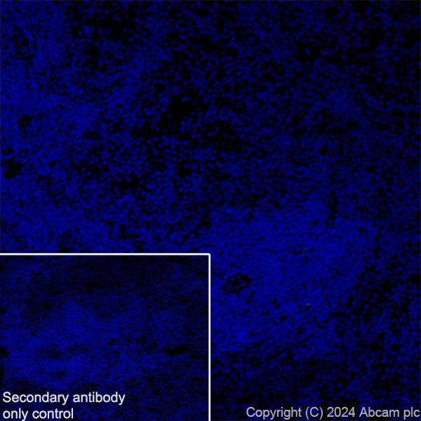 Immunohistochemistry (Frozen sections) - Anti-GABA A Receptor alpha 3/GABRA3 antibody [EPR28364-82] - BSA and Azide free (ab316970), expandable thumbnail