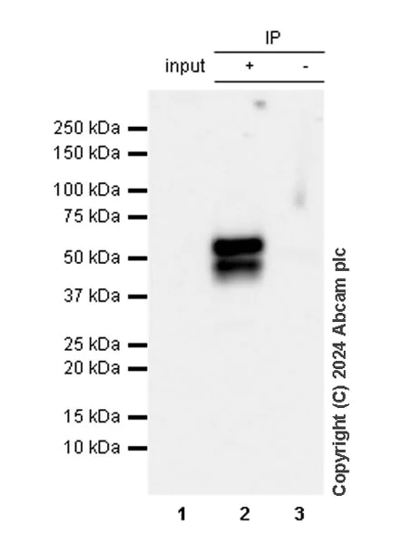 Immunoprecipitation - Anti-GABA A Receptor alpha 3/GABRA3 antibody [EPR28364-82] - BSA and Azide free (AB316970)