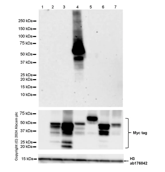 Western blot - Anti-GABA A Receptor alpha 3/GABRA3 antibody [EPR28364-82] - BSA and Azide free (AB316970)