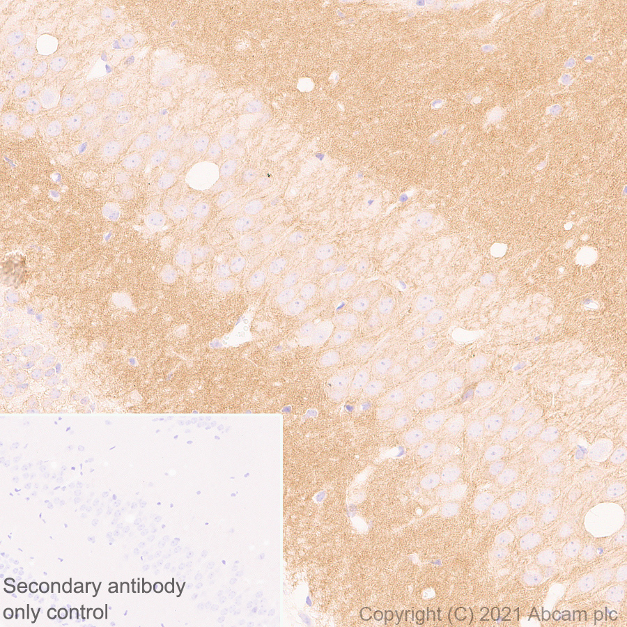 Immunohistochemistry (Formalin/PFA-fixed paraffin-embedded sections) - Anti-GABA A Receptor alpha 5/GABRA5 antibody [EPR24003-118] (AB259880), expandable thumbnail