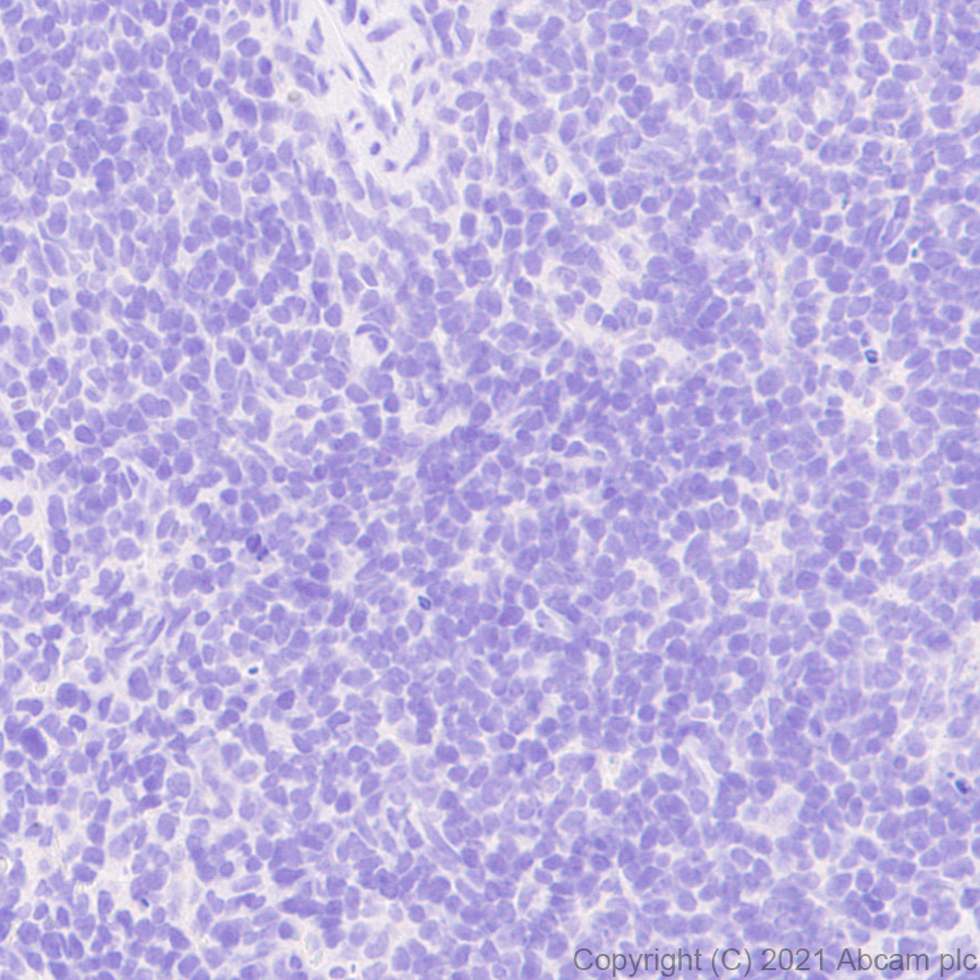 Immunohistochemistry (Formalin/PFA-fixed paraffin-embedded sections) - Anti-GABA A Receptor alpha 5/GABRA5 antibody [EPR24003-118] (ab259880), expandable thumbnail