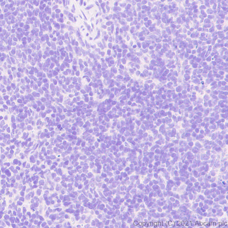 Immunohistochemistry (Formalin/PFA-fixed paraffin-embedded sections) - Anti-GABA A Receptor alpha 5/GABRA5 antibody [EPR24003-118] (AB259880)