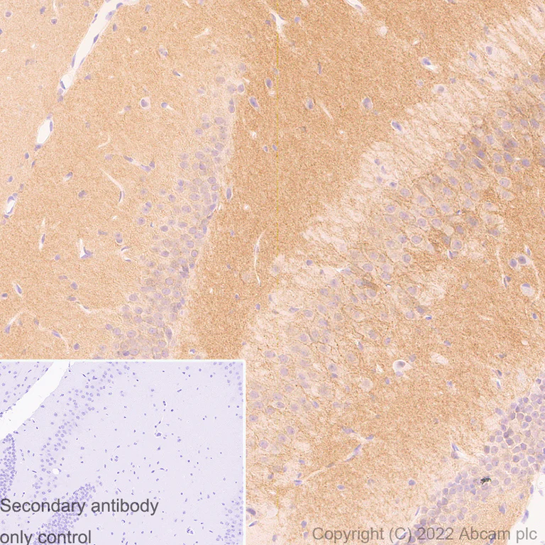 Immunohistochemistry (Formalin/PFA-fixed paraffin-embedded sections) - Anti-GABA A Receptor alpha 5/GABRA5 antibody [N415/24] (AB302962)
