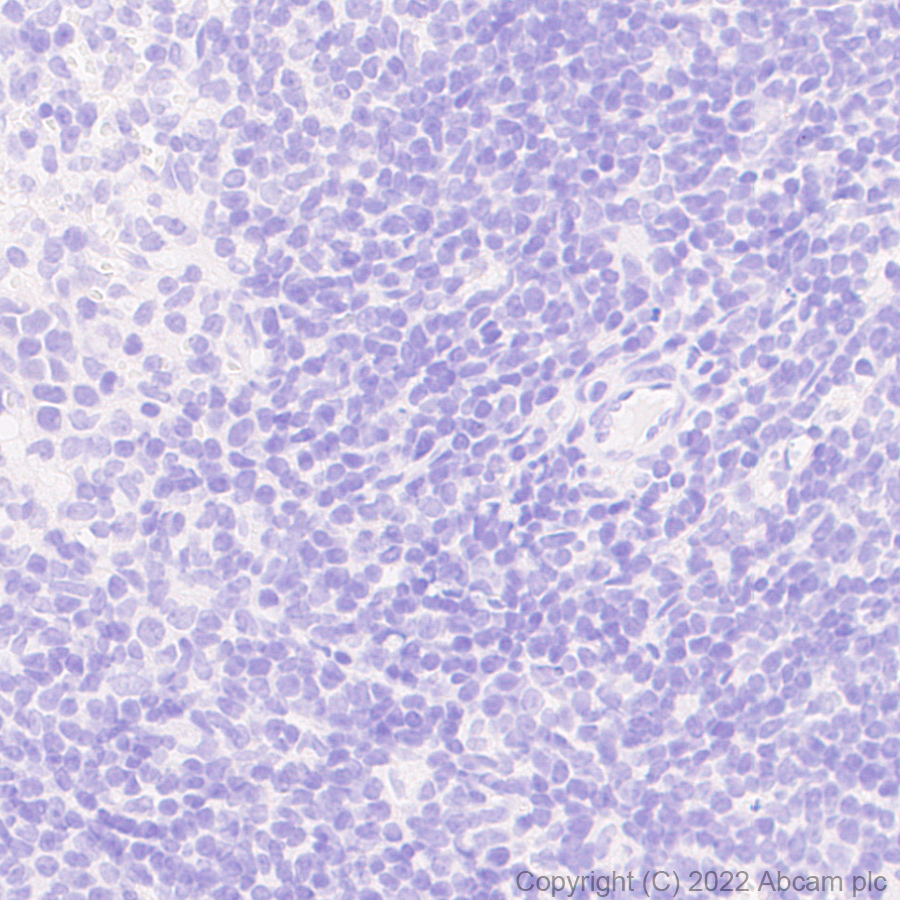 Immunohistochemistry (Formalin/PFA-fixed paraffin-embedded sections) - Anti-GABA A Receptor alpha 5/GABRA5 antibody [N415/24] - BSA and Azide Free (AB302963), expandable thumbnail