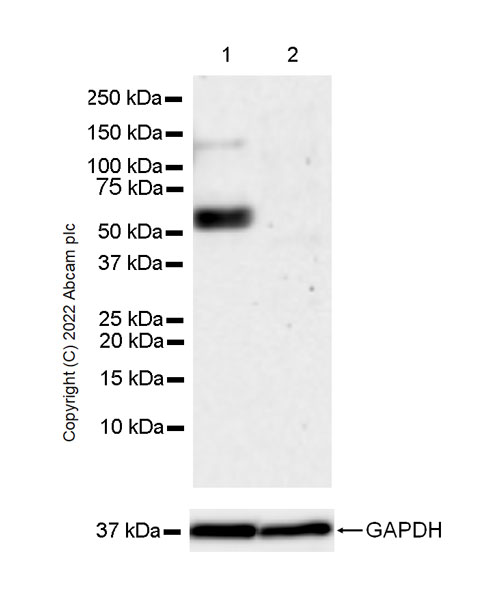 Western blot - Anti-GABA A Receptor alpha 5/GABRA5 antibody [N415/24] - BSA and Azide Free (AB302963), expandable thumbnail