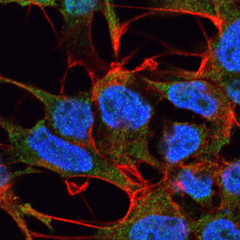 Immunocytochemistry/ Immunofluorescence - Anti-GABA A Receptor alpha 5/GABRA5 antibody [S415-24] (AB242001)