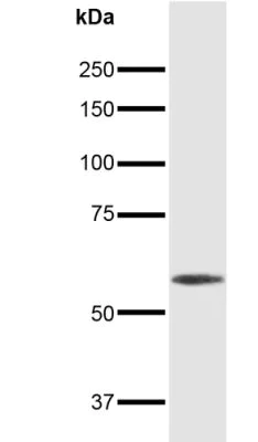 Western blot - Anti-GABA A Receptor alpha 5/GABRA5 antibody [S415-24] (AB242001)
