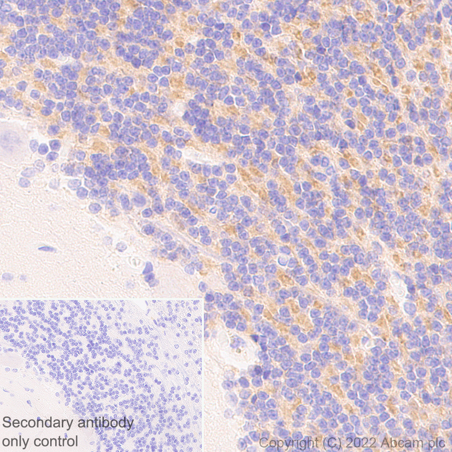 Immunohistochemistry (Formalin/PFA-fixed paraffin-embedded sections) - Anti-GABA A Receptor alpha 6 antibody [EPR25322-129] (AB300069)