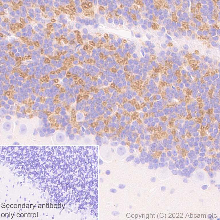 Immunohistochemistry (Formalin/PFA-fixed paraffin-embedded sections) - Anti-GABA A Receptor alpha 6 antibody [EPR25322-129] (AB300069)