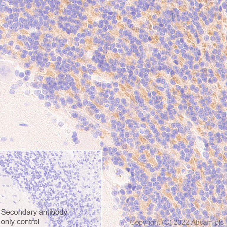 Immunohistochemistry (Formalin/PFA-fixed paraffin-embedded sections) - Anti-GABA A Receptor alpha 6 antibody [EPR25322-129] - BSA and Azide free (AB300070)