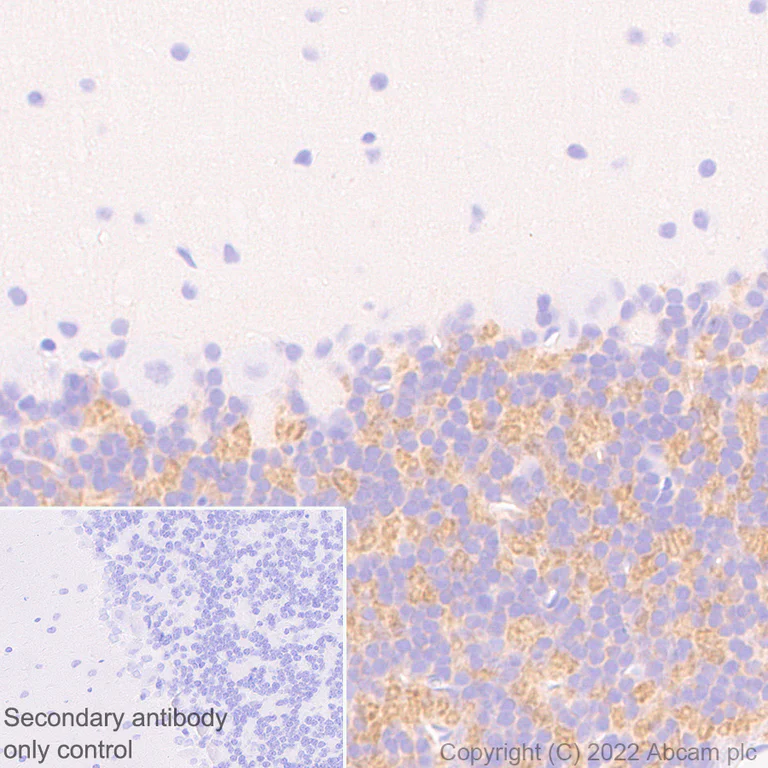 Immunohistochemistry (Formalin/PFA-fixed paraffin-embedded sections) - Anti-GABA A Receptor alpha 6 antibody [EPR25322-129] - BSA and Azide free (AB300070)