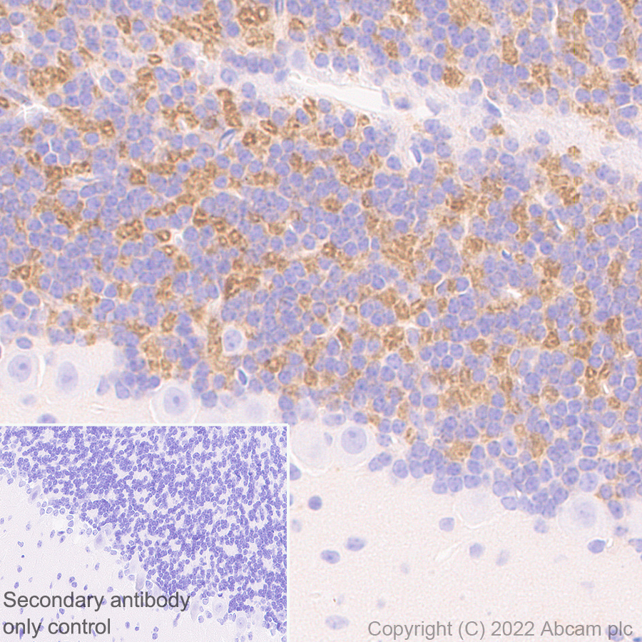Immunohistochemistry (Formalin/PFA-fixed paraffin-embedded sections) - Anti-GABA A Receptor alpha 6 antibody [EPR25322-129] - BSA and Azide free (AB300070), expandable thumbnail