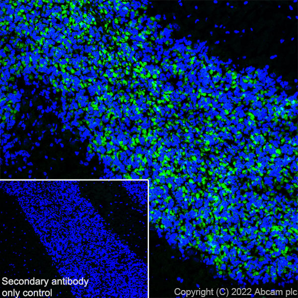 Immunohistochemistry (Frozen sections) - Anti-GABA A Receptor alpha 6 antibody [EPR25322-129] - BSA and Azide free (ab300070), expandable thumbnail