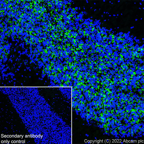 Immunohistochemistry (Frozen sections) - Anti-GABA A Receptor alpha 6 antibody [EPR25322-129] - BSA and Azide free (AB300070)