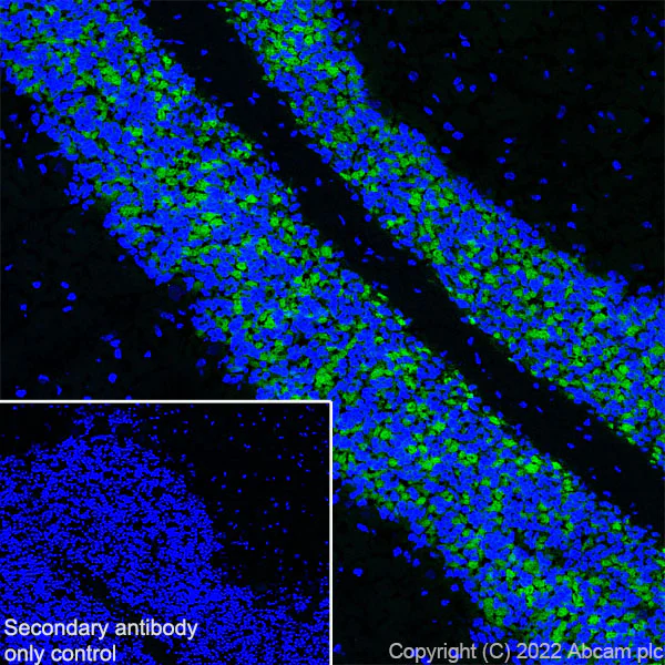 Immunohistochemistry (Frozen sections) - Anti-GABA A Receptor alpha 6 antibody [EPR25322-129] - BSA and Azide free (AB300070)
