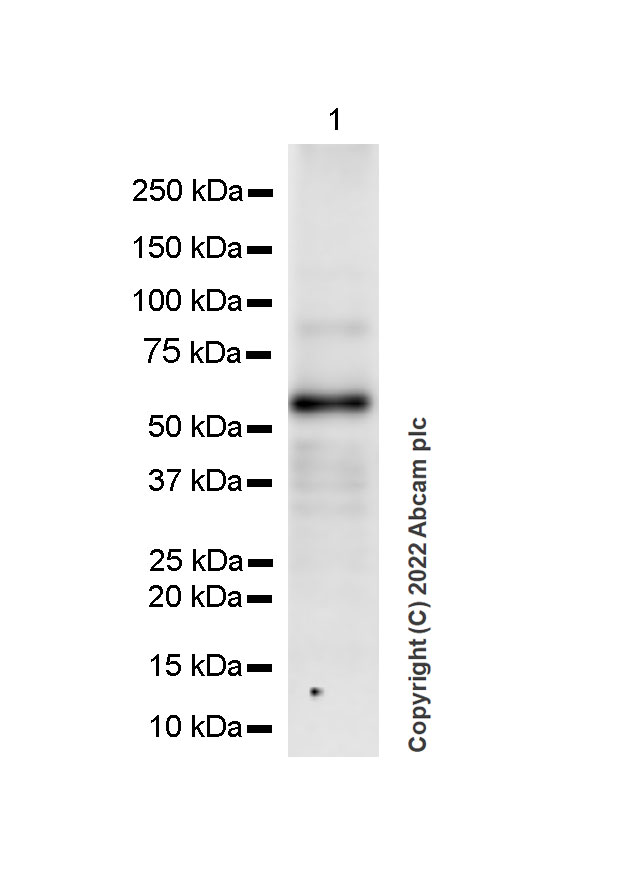 Western blot - Anti-GABA A Receptor alpha 6 antibody [EPR25322-129] - BSA and Azide free (AB300070), expandable thumbnail