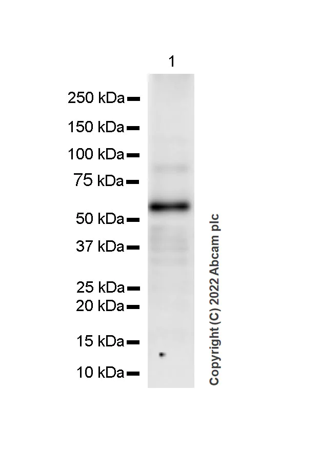 Western blot - Anti-GABA A Receptor alpha 6 antibody [EPR25322-129] - BSA and Azide free (AB300070)