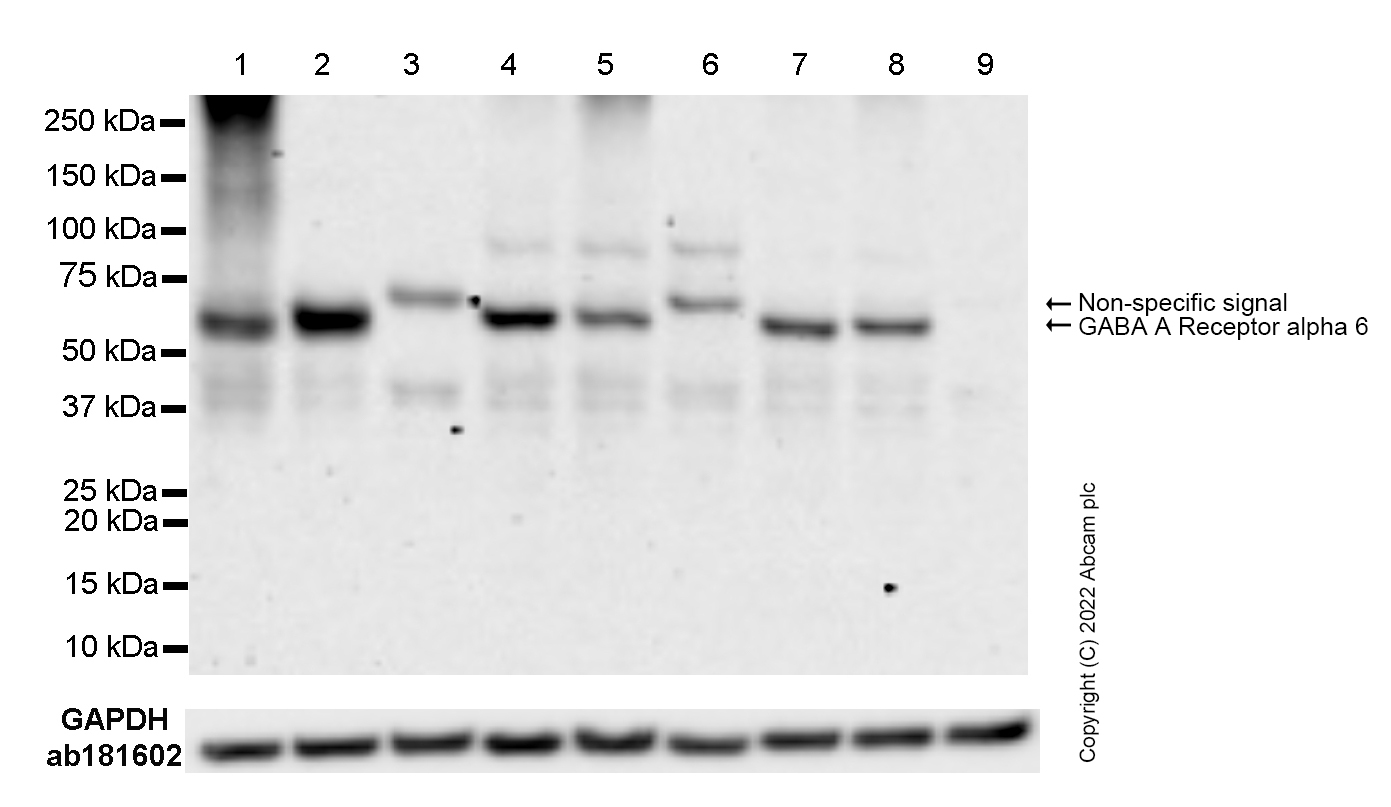 Western blot - Anti-GABA A Receptor alpha 6 antibody [EPR25322-129] - BSA and Azide free (ab300070), expandable thumbnail