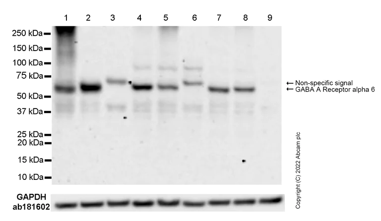 Western blot - Anti-GABA A Receptor alpha 6 antibody [EPR25322-129] - BSA and Azide free (AB300070)