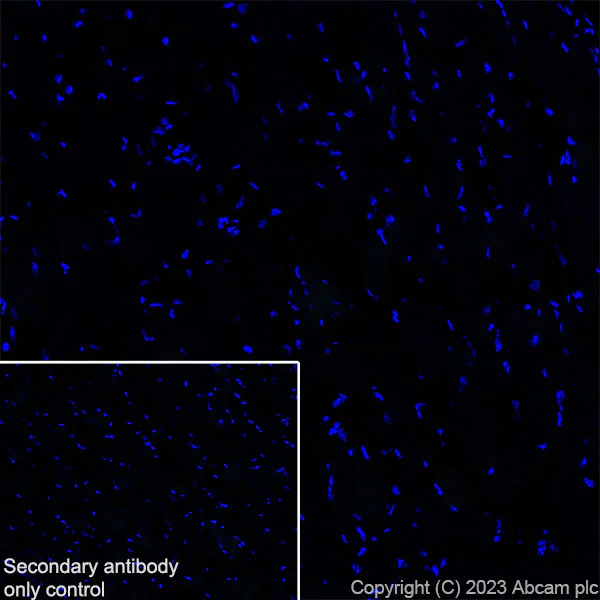 Immunohistochemistry (Frozen sections) - Anti-GABA A Receptor beta 2 antibody [EPR28366-42] (AB309540)