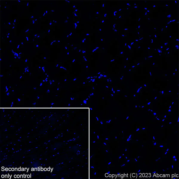 Immunohistochemistry (Frozen sections) - Anti-GABA A Receptor beta 2 antibody [EPR28366-42] (AB309540)