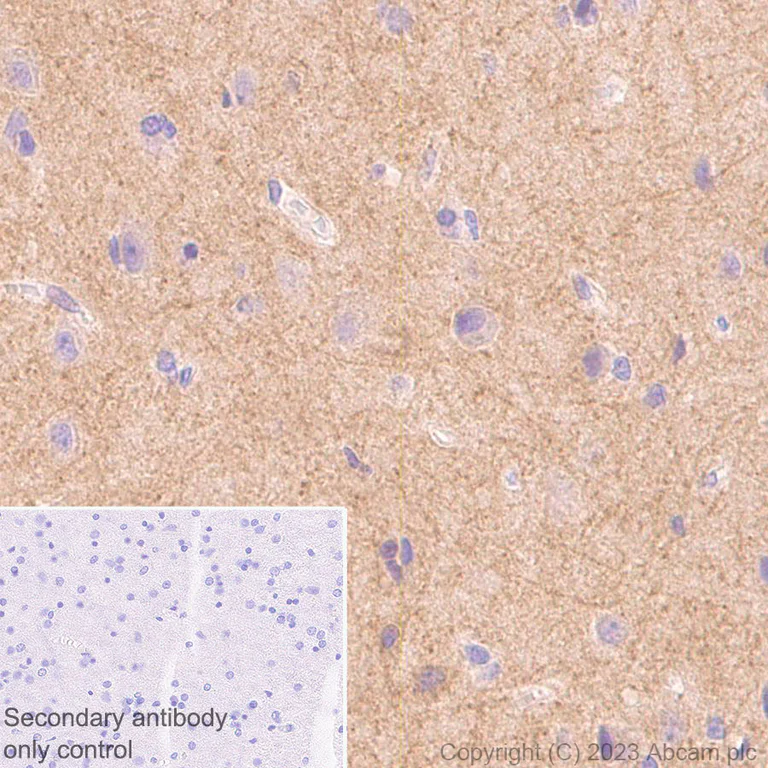 Immunohistochemistry (Formalin/PFA-fixed paraffin-embedded sections) - Anti-GABA A Receptor beta 2 antibody [EPR28366-42] - BSA and Azide free (AB309541)