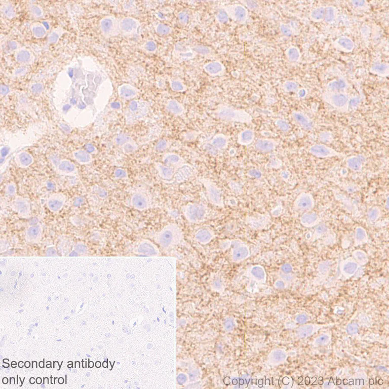 Immunohistochemistry (Formalin/PFA-fixed paraffin-embedded sections) - Anti-GABA A Receptor beta 2 antibody [EPR28366-42] - BSA and Azide free (AB309541)
