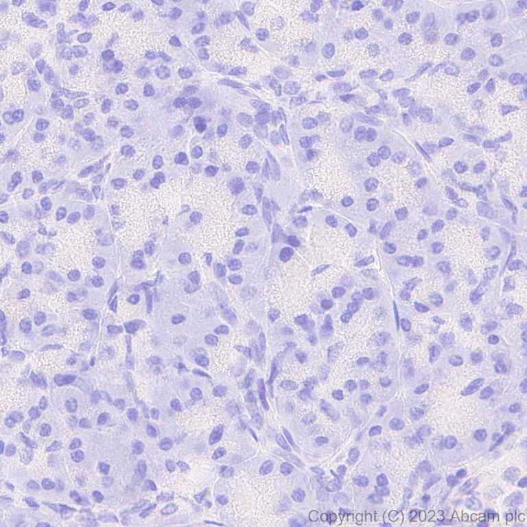 Immunohistochemistry (Formalin/PFA-fixed paraffin-embedded sections) - Anti-GABA A Receptor beta 2 antibody [EPR28366-42] - BSA and Azide free (AB309541)