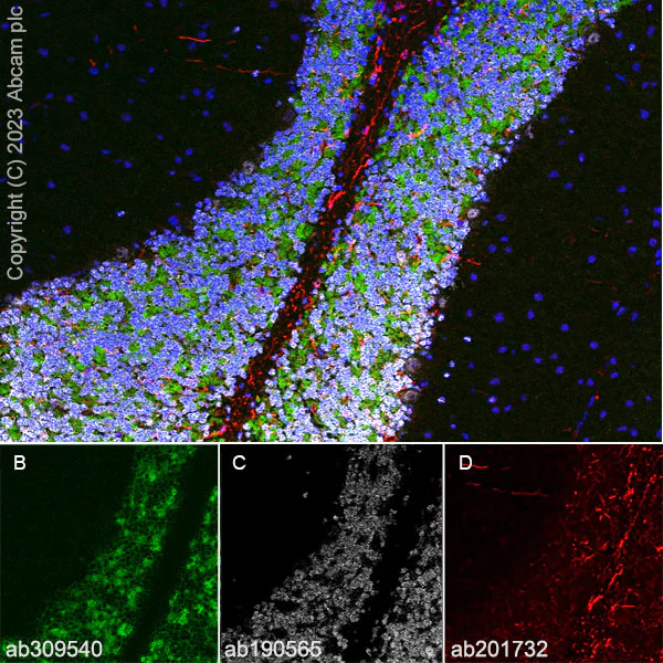 Immunohistochemistry (Frozen sections) - Anti-GABA A Receptor beta 2 antibody [EPR28366-42] - BSA and Azide free (AB309541)