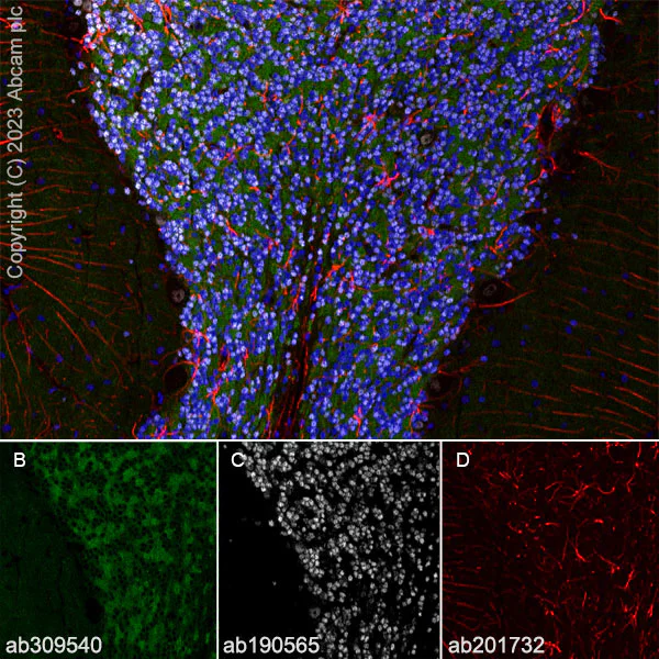 Immunohistochemistry (Frozen sections) - Anti-GABA A Receptor beta 2 antibody [EPR28366-42] - BSA and Azide free (AB309541)