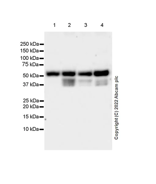 Western blot - Anti-GABA A Receptor beta 3/GABRB3 antibody [EPR25323-127] (AB300063)
