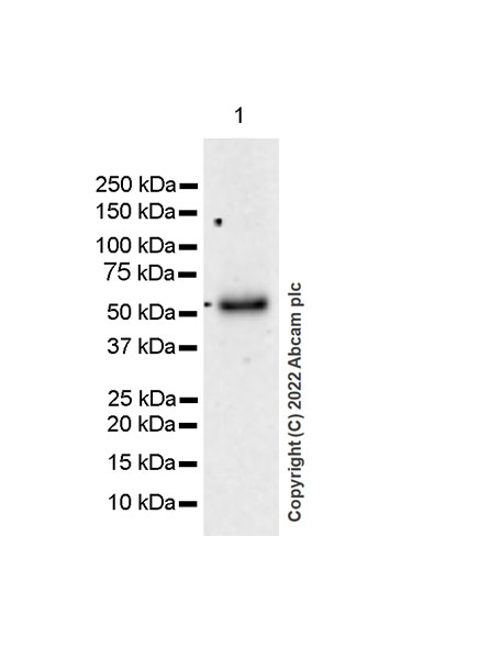 Western blot - Anti-GABA A Receptor beta 3/GABRB3 antibody [EPR25323-127] (BSA and Azide free) (AB300064), expandable thumbnail