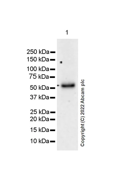 Western blot - Anti-GABA A Receptor beta 3/GABRB3 antibody [EPR25323-127] (BSA and Azide free) (AB300064)