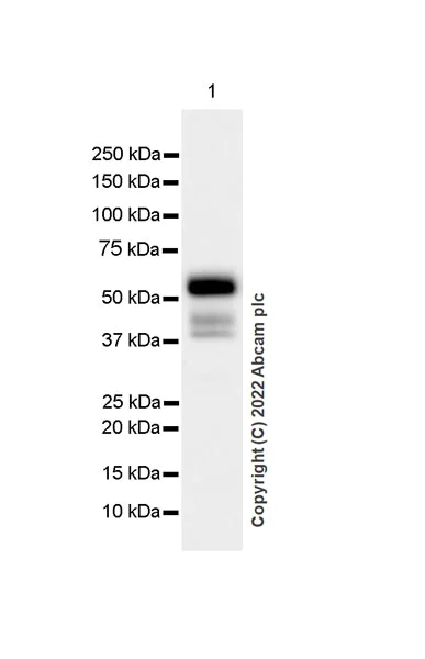 Western blot - Anti-GABA A Receptor beta 3/GABRB3 antibody [EPR25323-127] (BSA and Azide free) (AB300064)