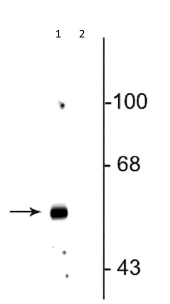 Western blot - Anti-GABA A Receptor beta 3/GABRB3 (phospho S408 + S409) antibody (AB254130)