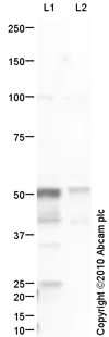 Western blot - Anti-GABA A Receptor gamma 2/GABRG2 antibody (AB87328)