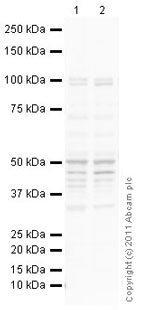 Western blot - Anti-GABA A Receptor gamma 2/GABRG2 antibody (AB87328)