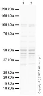 Western blot - Anti-GABA A Receptor gamma 2/GABRG2 antibody (AB87328)