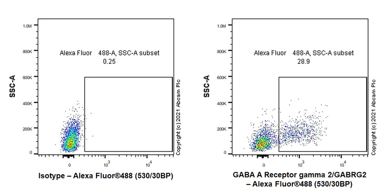 Flow Cytometry (Intracellular) - Anti-GABA A Receptor gamma 2/GABRG2 antibody [EPR25325-5] (AB288564)