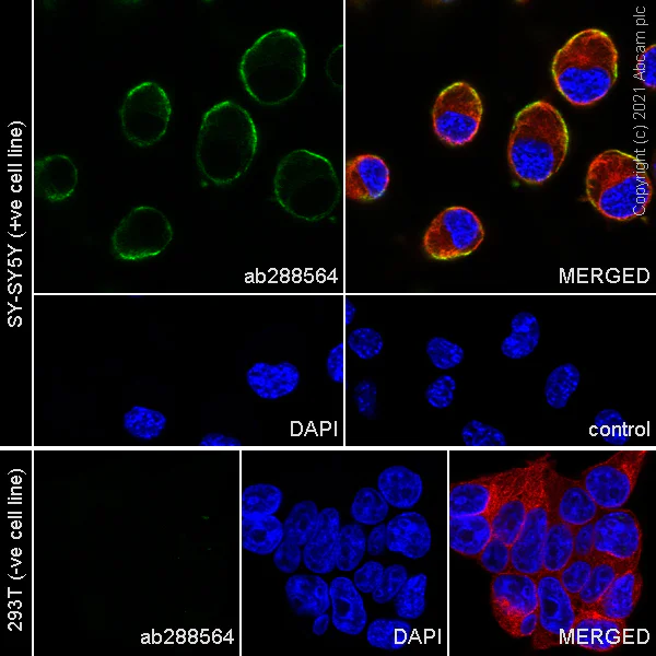 Immunocytochemistry/ Immunofluorescence - Anti-GABA A Receptor gamma 2/GABRG2 antibody [EPR25325-5] (AB288564)