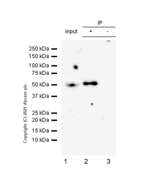 Immunoprecipitation - Anti-GABA A Receptor gamma 2/GABRG2 antibody [EPR25325-5] (AB288564)