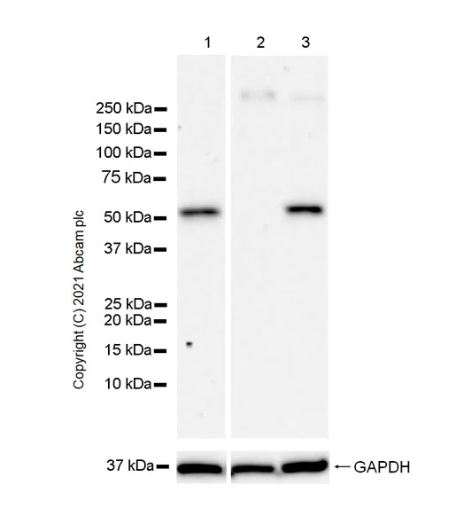 Western blot - Anti-GABA A Receptor gamma 2/GABRG2 antibody [EPR25325-5] (AB288564)