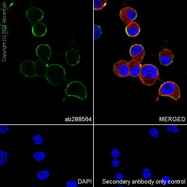 Immunocytochemistry/ Immunofluorescence - Anti-GABA A Receptor gamma 2/GABRG2 antibody [EPR25325-5] - BSA and Azide free (AB288571)