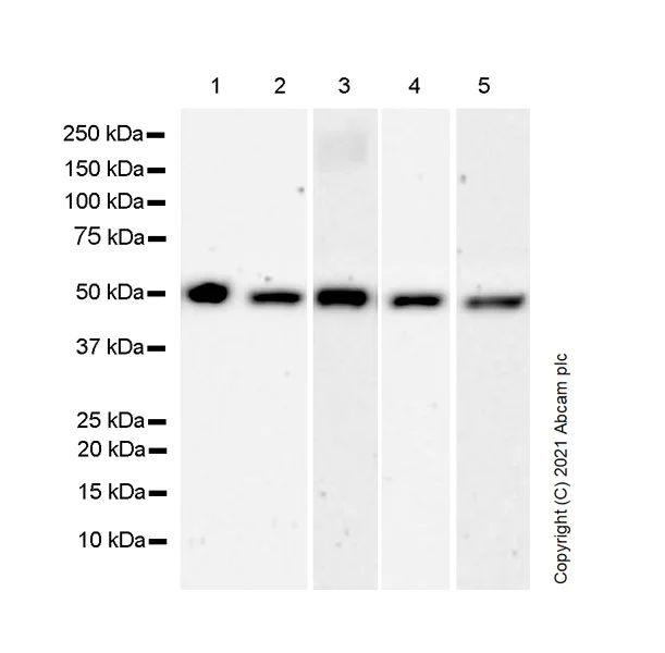 Western blot - Anti-GABA A Receptor gamma 2/GABRG2 antibody [EPR25325-5] - BSA and Azide free (AB288571)