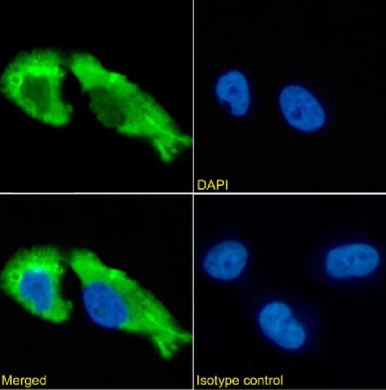 Immunocytochemistry - Anti-GABA A receptor subunits alpha1 beta2 gamma2 antibody [1F4] (AB281915)