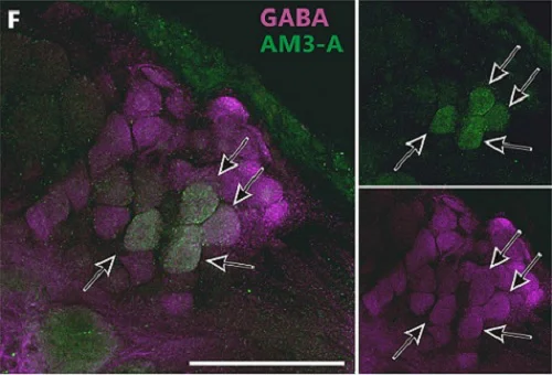 Immunocytochemistry/ Immunofluorescence - Anti-GABA antibody [5A9] (AB86186)