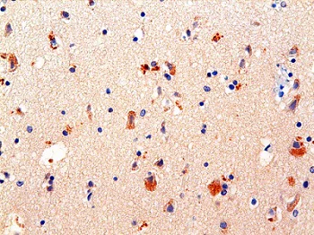 Immunohistochemistry (Formalin/PFA-fixed paraffin-embedded sections) - Anti-GABA antibody [5A9] (AB86186)