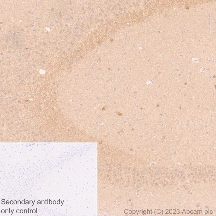 Immunohistochemistry (Formalin/PFA-fixed paraffin-embedded sections) - Anti-GABA antibody [EPR24433-9] (ab308437), expandable thumbnail