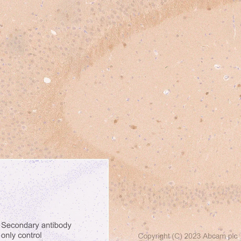 Immunohistochemistry (Formalin/PFA-fixed paraffin-embedded sections) - Anti-GABA antibody [EPR24433-9] (AB308437)