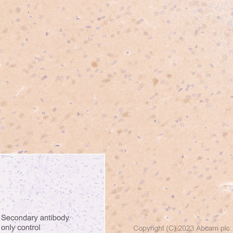 Immunohistochemistry (Formalin/PFA-fixed paraffin-embedded sections) - Anti-GABA antibody [EPR24433-9] (AB308437), expandable thumbnail